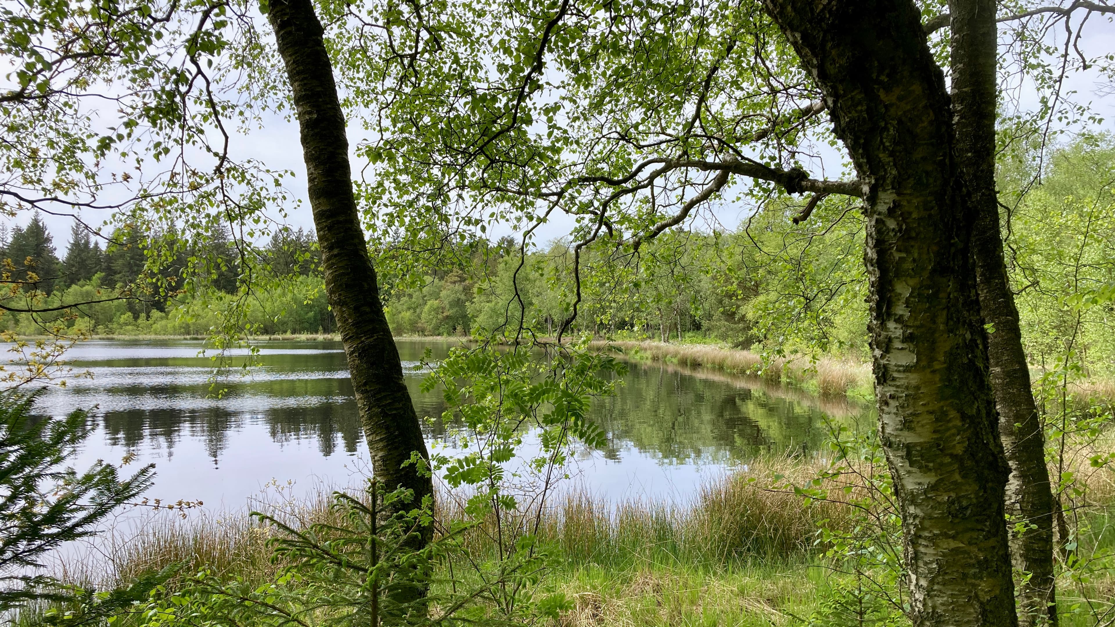 Mossø - Rold Skov