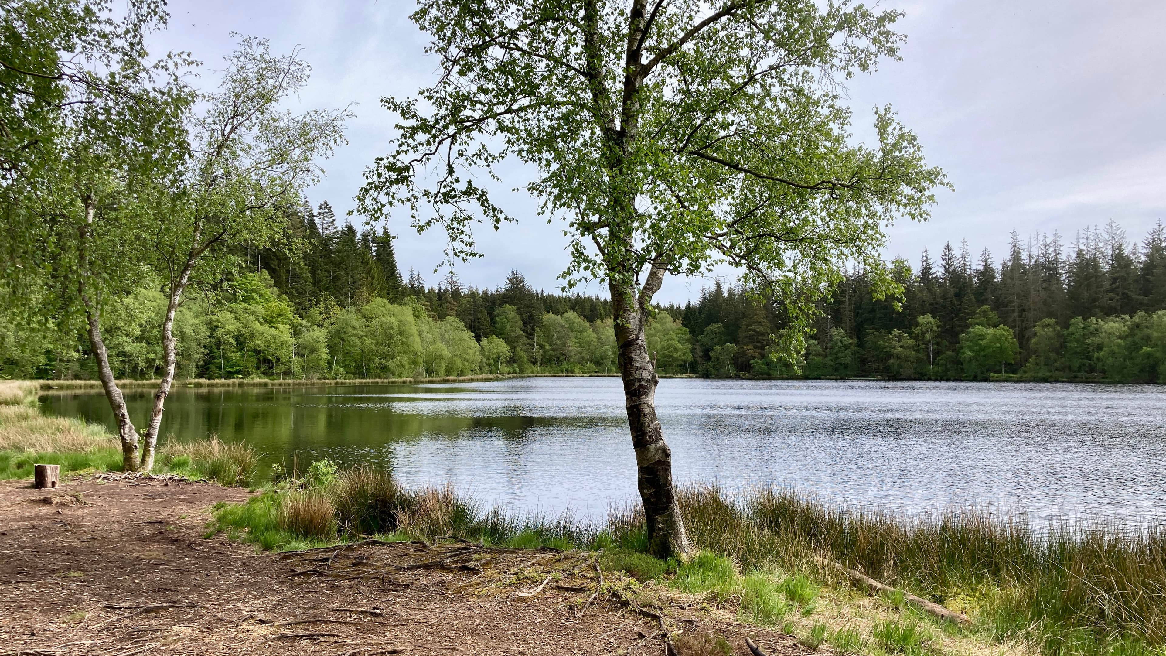 Mossø - Rold Skov