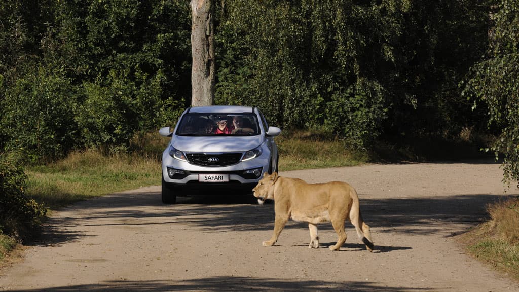A Lion walk by a car