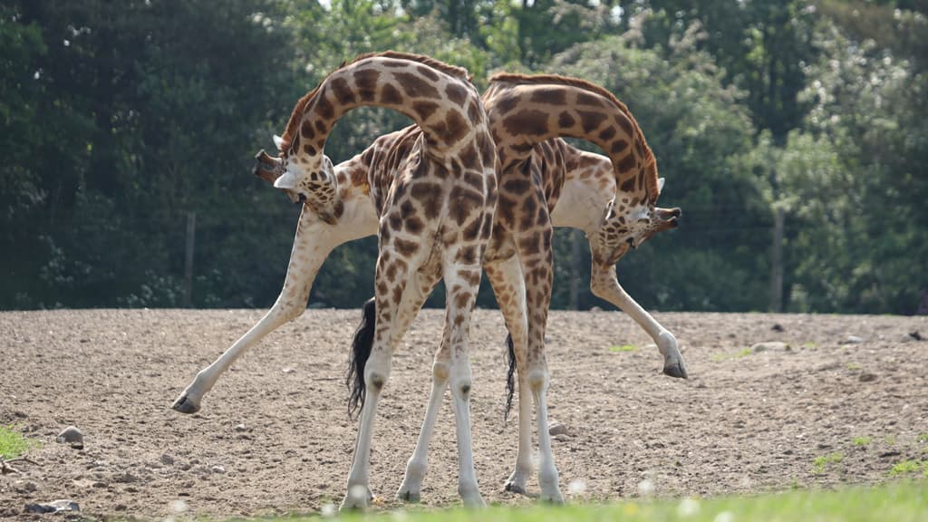 Two giraffes bend their necks and scratch their legs