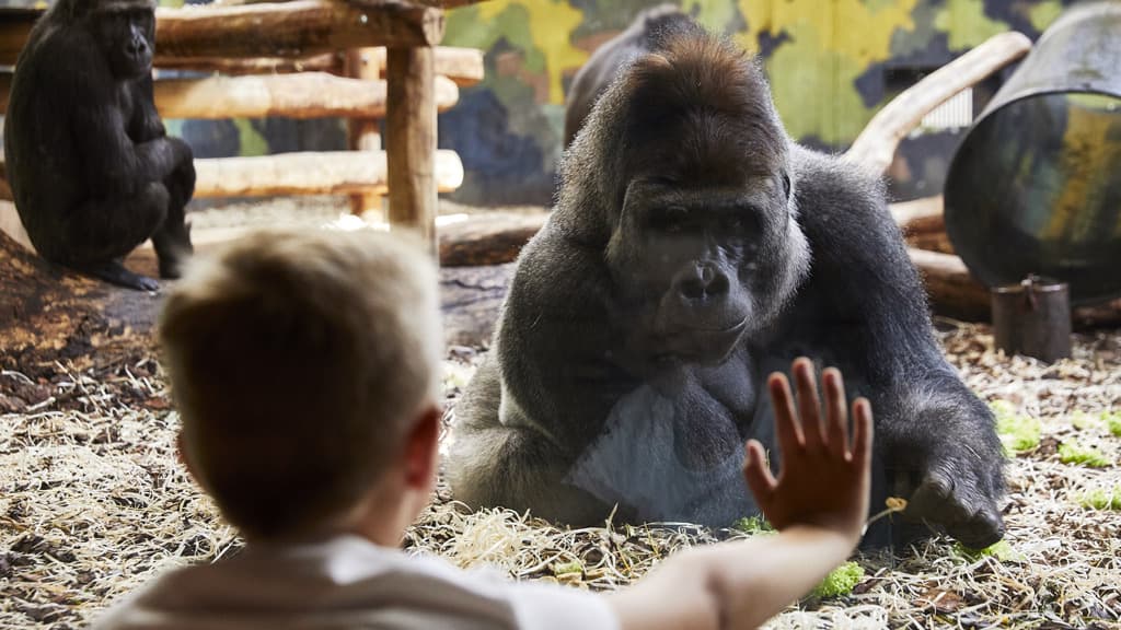 Child reaches hand towards gorilla window