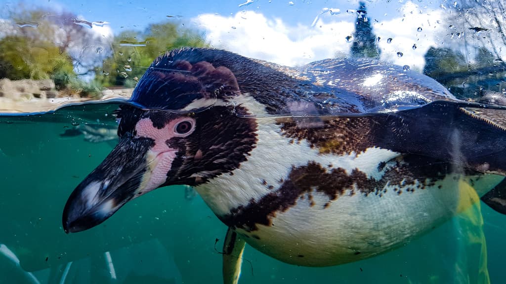 Closeup pictures of a Pingvin who swim in the surfader svømmer i overfladen af vand