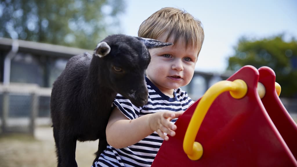 Small child and a goat
