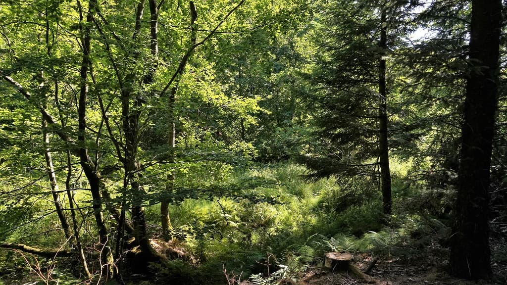 Protected area: Grevsmosen, Slettingen, Fejborg Bakke and Bollebakken